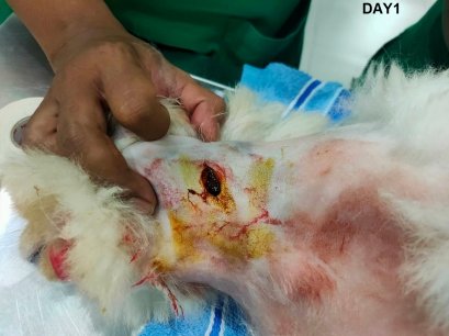 ฟ้าใสตัวจิ๋วโดนพี่ตัวใหญ่กัดขย้ำ! 